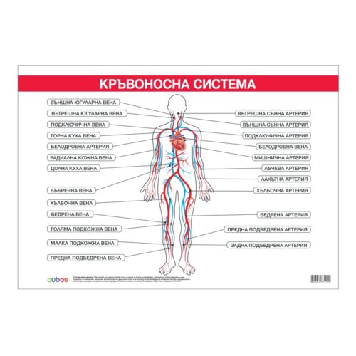 Cubos Ученическо табло “Кръвоносна система“, 100 x 70 cm Намаления и отстъпки ЧеренПетък