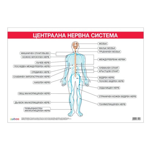 Cubos Ученическо табло “Централна нервна система“, 100 x 70 cm Намаления и отстъпки ЧеренПетък