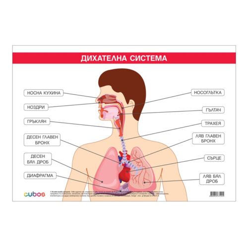 Cubos Ученическо табло “Дихателна система“, 100 x 70 cm Намаления и отстъпки ЧеренПетък