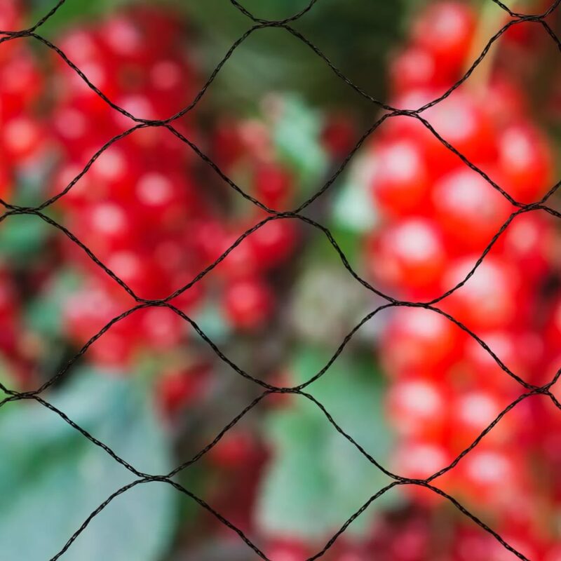 Nature Мрежа срещу птици "Primo", 10х10 м, черна, 6030407 Намаления и отстъпки ЧеренПетък 3