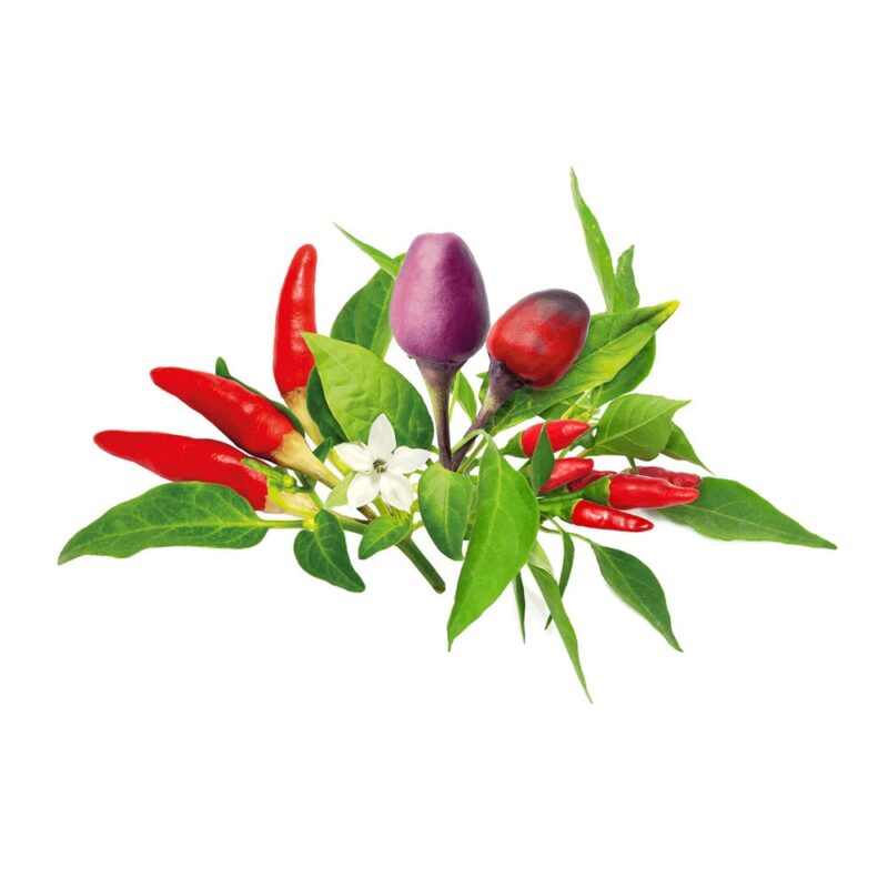 Семена Click and Grow, чили чушки микс, 9 броя Намаления и отстъпки ЧеренПетък 3