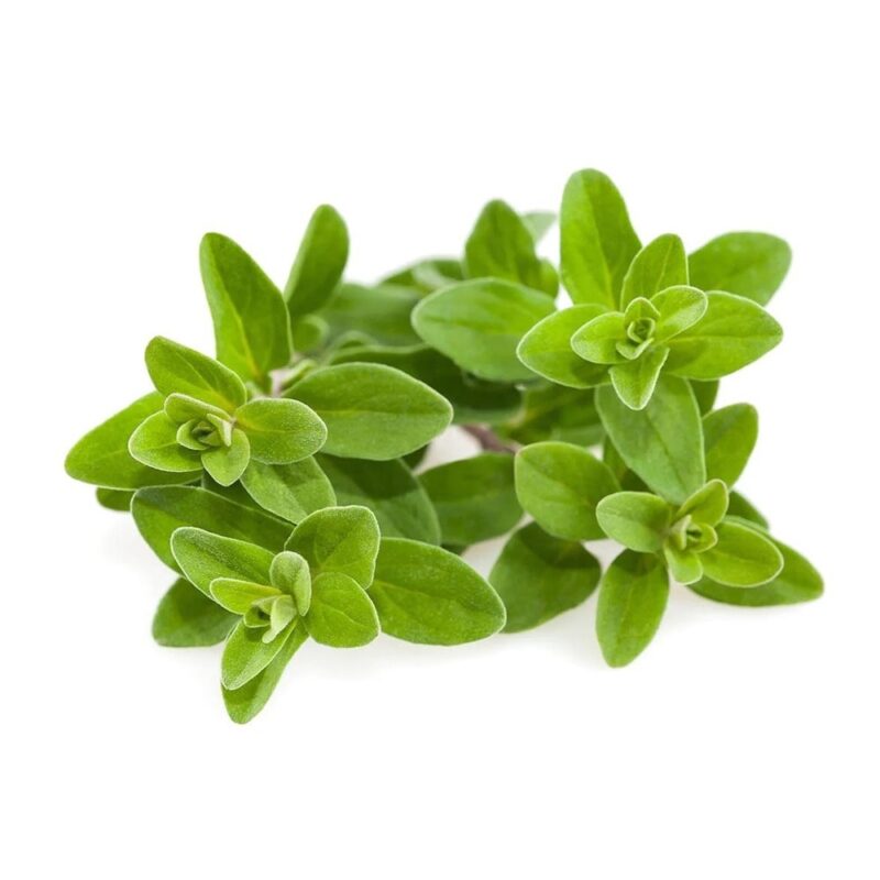 Семена Click and Grow, майорана, 3 броя Намаления и отстъпки ЧеренПетък 3